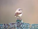 Wheatear