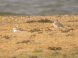 Little Plover