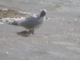 Sandpiper