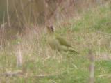 Green Woodpecker