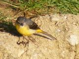 Grey Wagtail