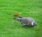 Yellowhammer