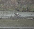 Garganey