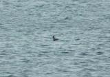 Black-necked Grebe