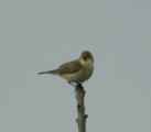 Willow Warbler