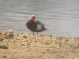 Red-crested Pochard