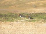 Oystercatcher