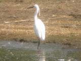 Little Egret