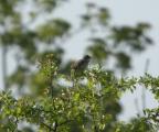 Whitethroat