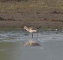 Greenshank