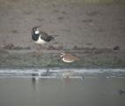 Little Plover