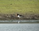 Oystercatcher