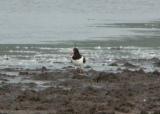 Oystercatcher