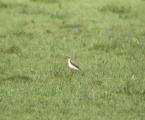 Wheatear