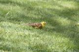 Yellowhammer