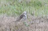 Mistle Thrush