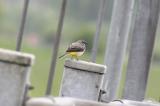 Grey Wagtail