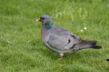 Stock Dove