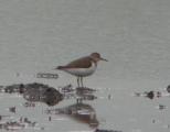 Sandpiper