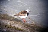 Ruddy Turnstone