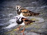 Ruddy Turnstone