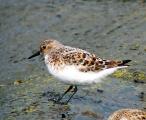 Sanderling