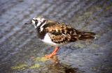 Ruddy Turnstone