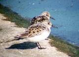 Sanderling