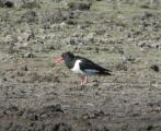 Oystercatcher