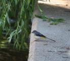Grey Wagtail