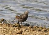 Starling