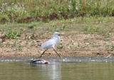 Little Egret