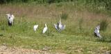 Little Egret