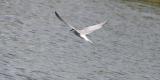 Little Egret