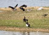 Tufted Duck