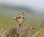 Corn Bunting