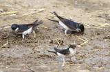 House Martin