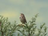 Corn Bunting