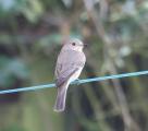 Spotted Flycatcher