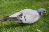 Stock Dove