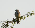 Corn Bunting