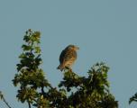 Corn Bunting