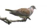 Turtle Dove