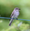 Spotted Flycatcher