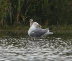 Yellow-legged Gull