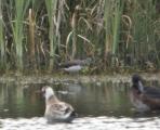 Green Sandpiper