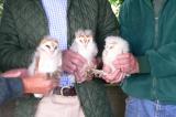 Barn Owl