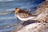 Dunlin