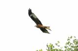 Red Kite