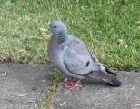 Stock Dove